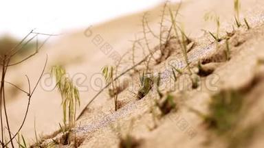 沙漠中的草沙特写.